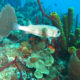 Buceo Isla Catalina